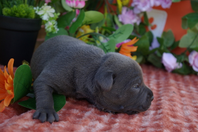 Valérie Zanasi - Chiots disponibles - Staffordshire Bull Terrier