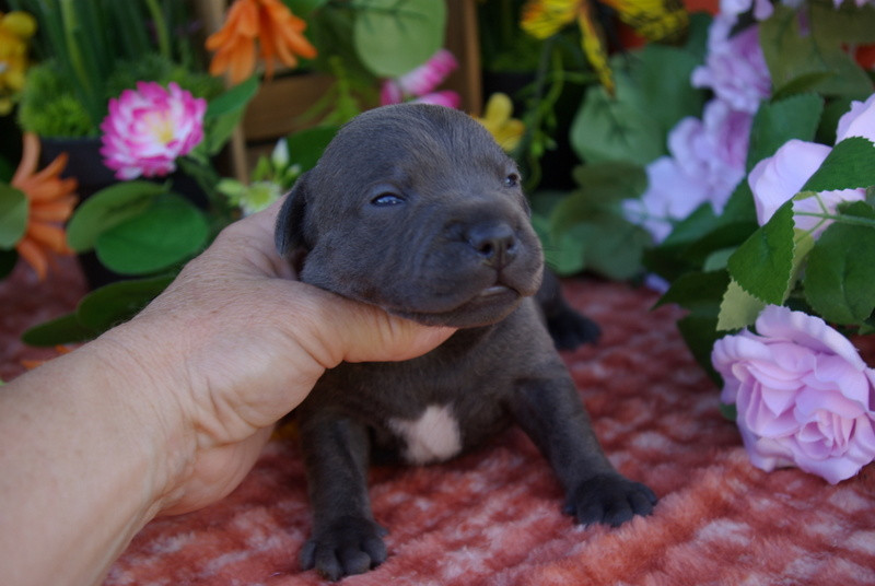Valérie Zanasi - Chiots disponibles - Staffordshire Bull Terrier
