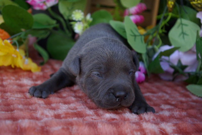 Valérie Zanasi - Chiots disponibles - Staffordshire Bull Terrier