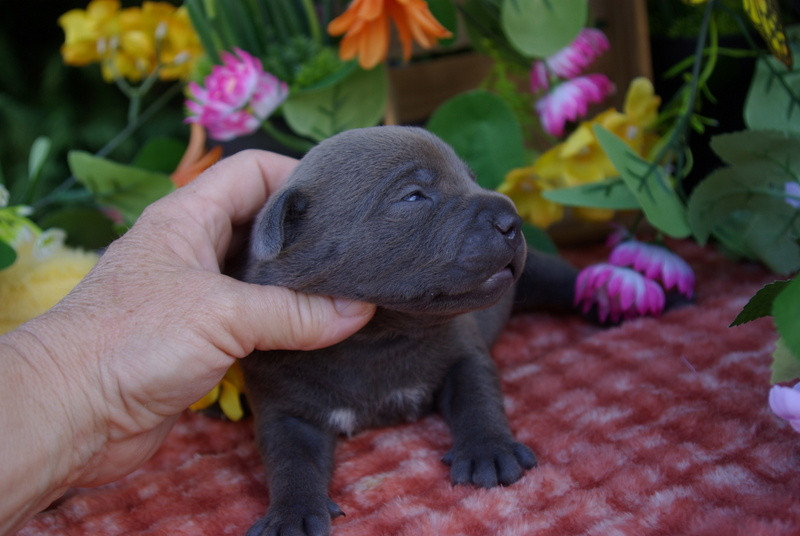 Valérie Zanasi - Chiots disponibles - Staffordshire Bull Terrier