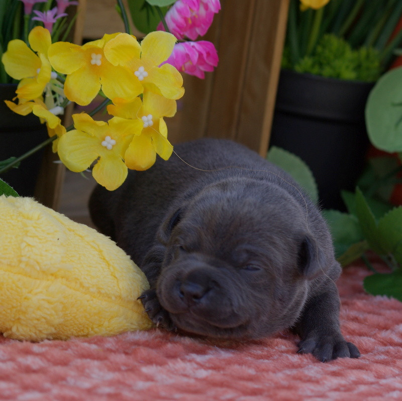 Valérie Zanasi - Chiots disponibles - Staffordshire Bull Terrier