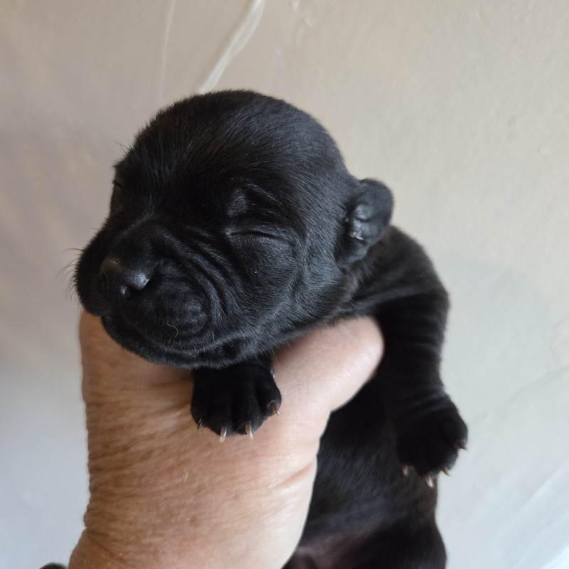 Valérie Zanasi - Chiots disponibles - Staffordshire Bull Terrier