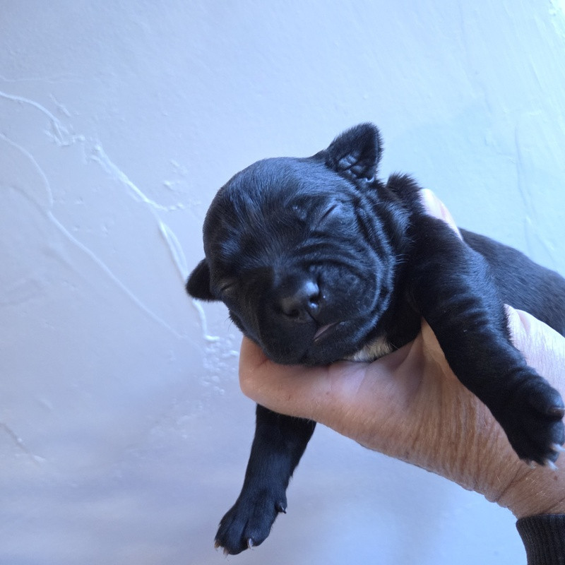 Valérie Zanasi - Chiots disponibles - Staffordshire Bull Terrier