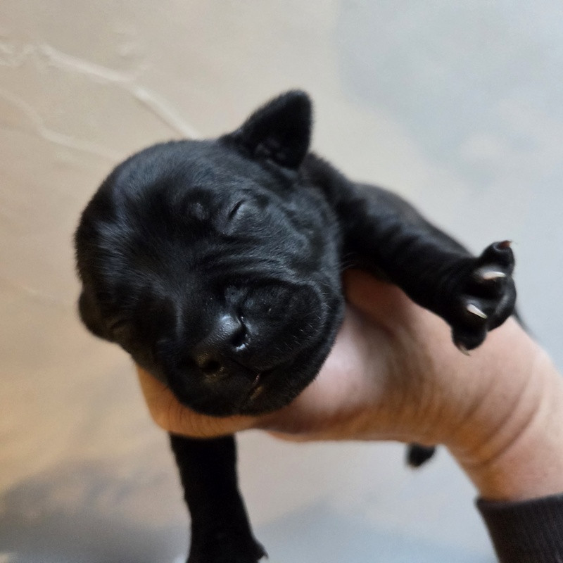 Valérie Zanasi - Chiots disponibles - Staffordshire Bull Terrier