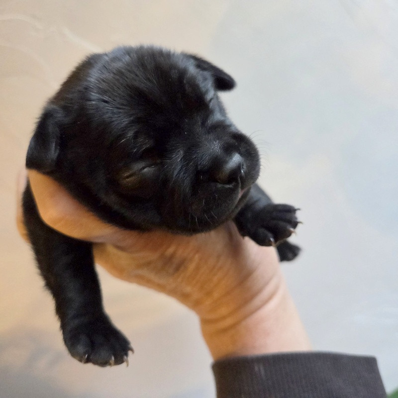 Valérie Zanasi - Chiots disponibles - Staffordshire Bull Terrier