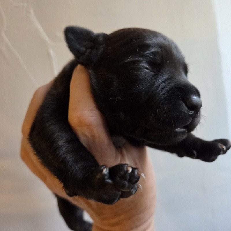 Valérie Zanasi - Chiots disponibles - Staffordshire Bull Terrier