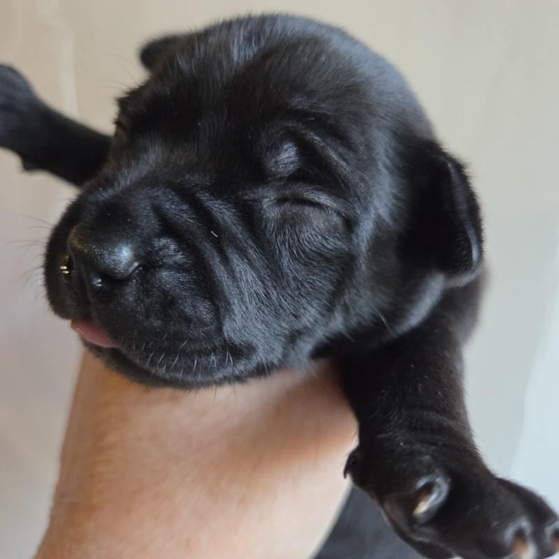 Valérie Zanasi - Chiots disponibles - Staffordshire Bull Terrier