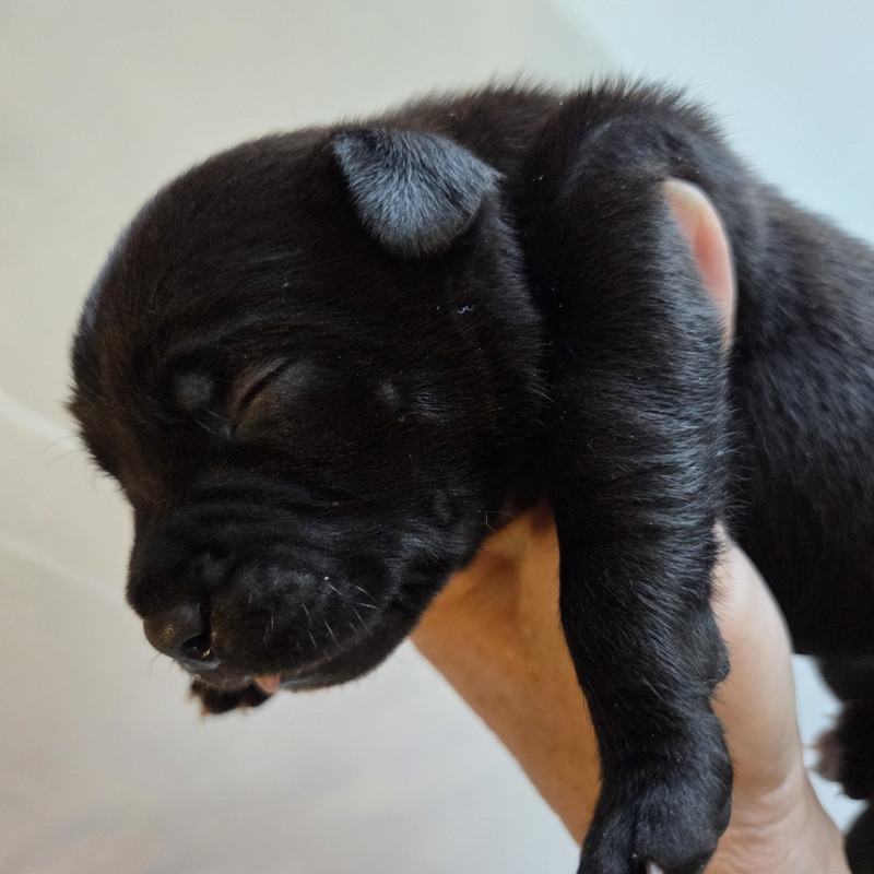 Valérie Zanasi - Chiots disponibles - Staffordshire Bull Terrier