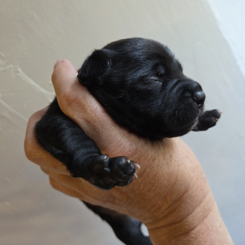 Valérie Zanasi - Chiots disponibles - Staffordshire Bull Terrier
