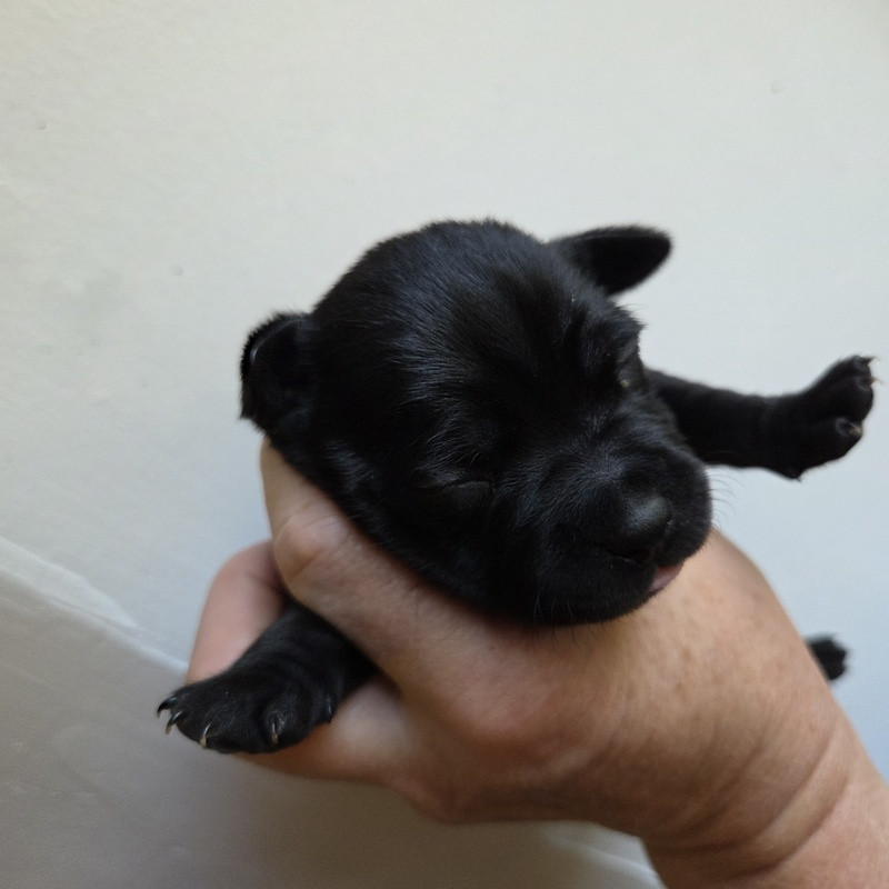 Valérie Zanasi - Chiots disponibles - Staffordshire Bull Terrier