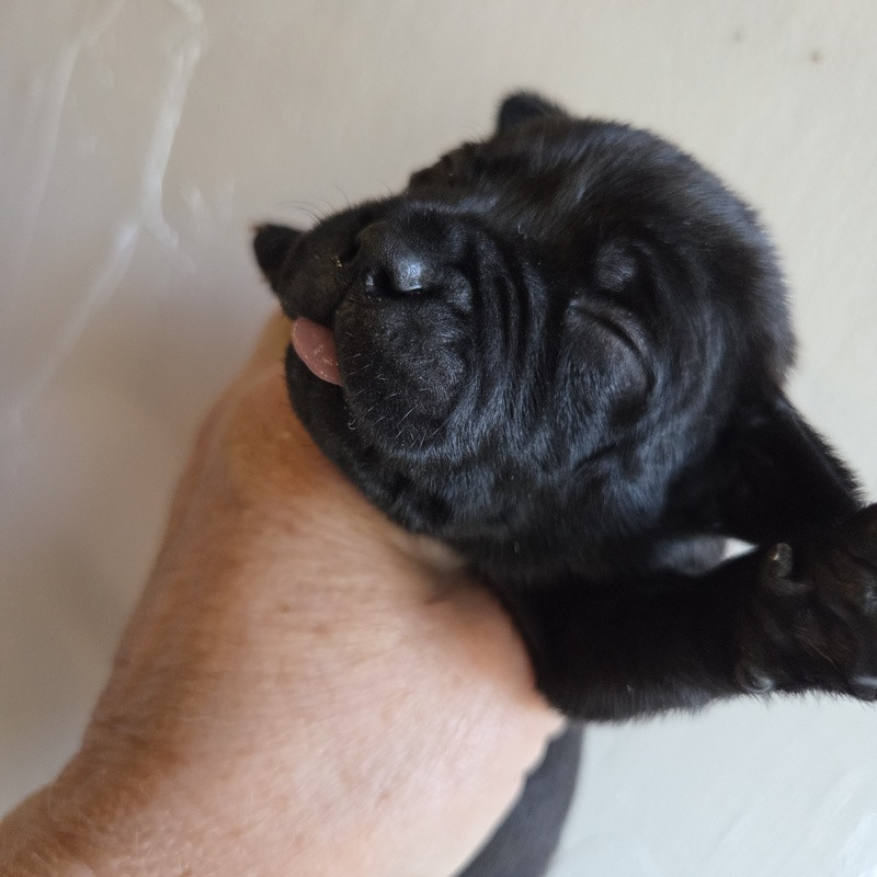 Valérie Zanasi - Chiots disponibles - Staffordshire Bull Terrier