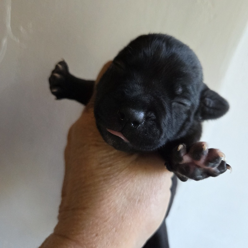 Valérie Zanasi - Chiots disponibles - Staffordshire Bull Terrier