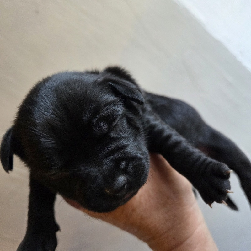 Valérie Zanasi - Chiots disponibles - Staffordshire Bull Terrier