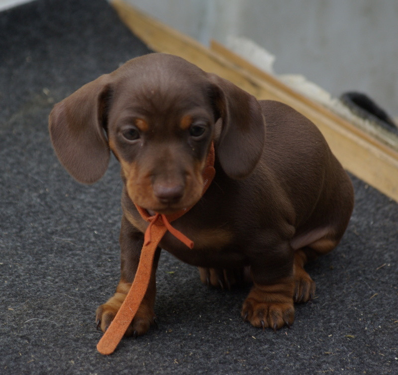Valérie Zanasi - Chiots disponibles - Teckel poil ras