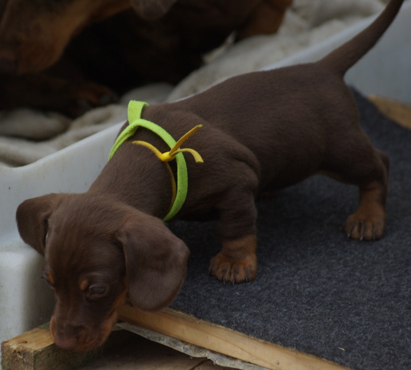 Valérie Zanasi - Chiots disponibles - Teckel poil ras