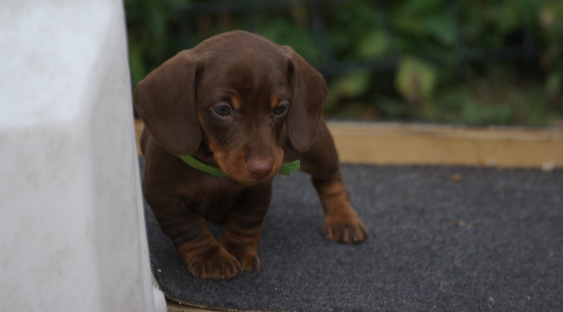 Valérie Zanasi - Chiots disponibles - Teckel poil ras