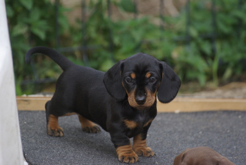 Valérie Zanasi - Chiots disponibles - Teckel poil ras