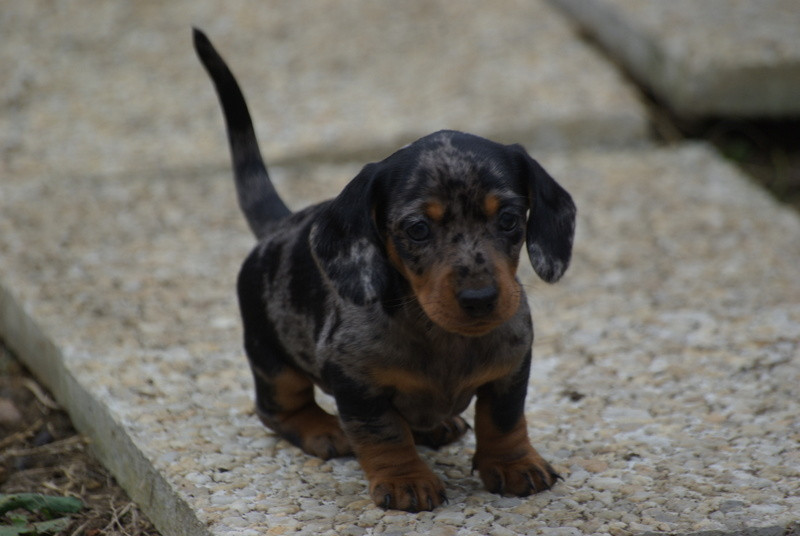 Valérie Zanasi - Chiots disponibles - Teckel poil ras