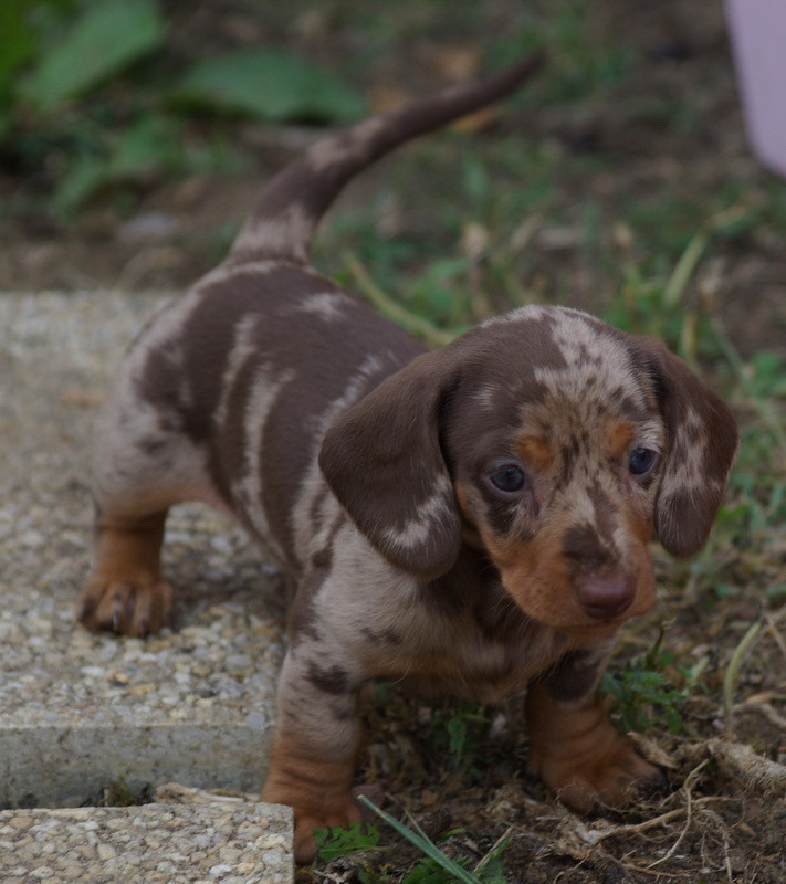 Valérie Zanasi - Chiots disponibles - Teckel poil ras