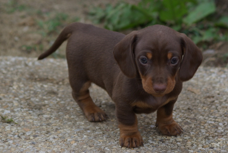 Valérie Zanasi - Chiots disponibles - Teckel poil ras