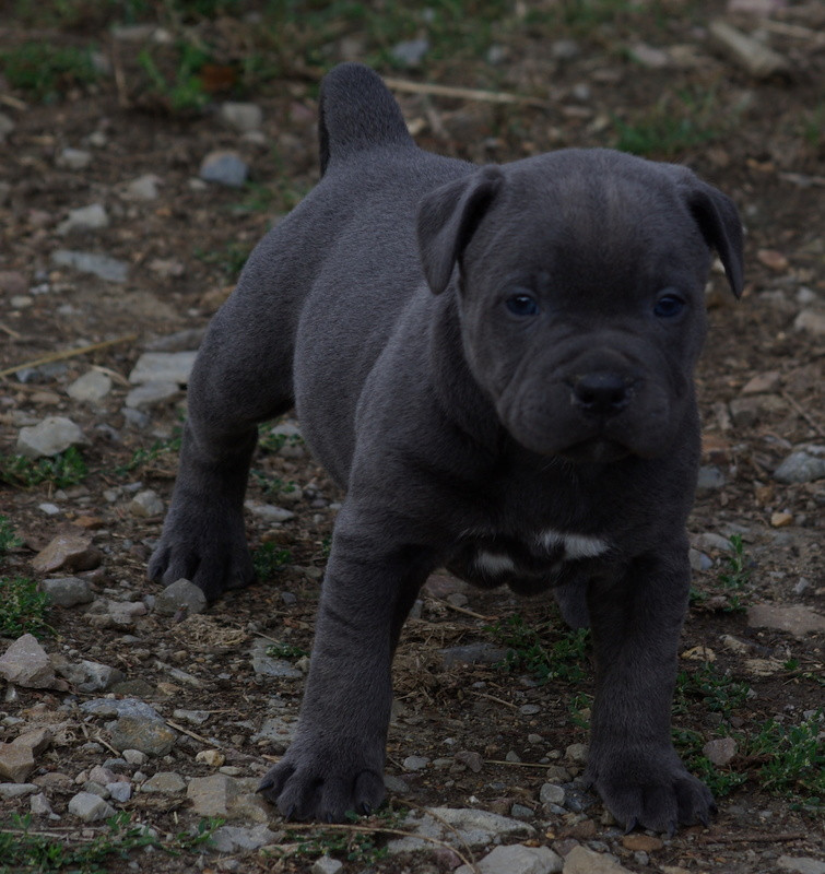 Valérie Zanasi - Chiots disponibles - Staffordshire Bull Terrier