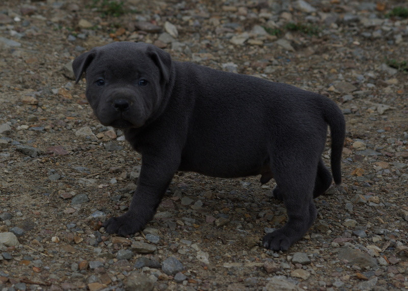 Valérie Zanasi - Chiots disponibles - Staffordshire Bull Terrier