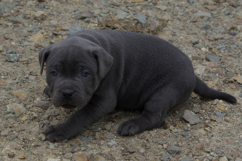 Valérie Zanasi - Chiots disponibles - Staffordshire Bull Terrier