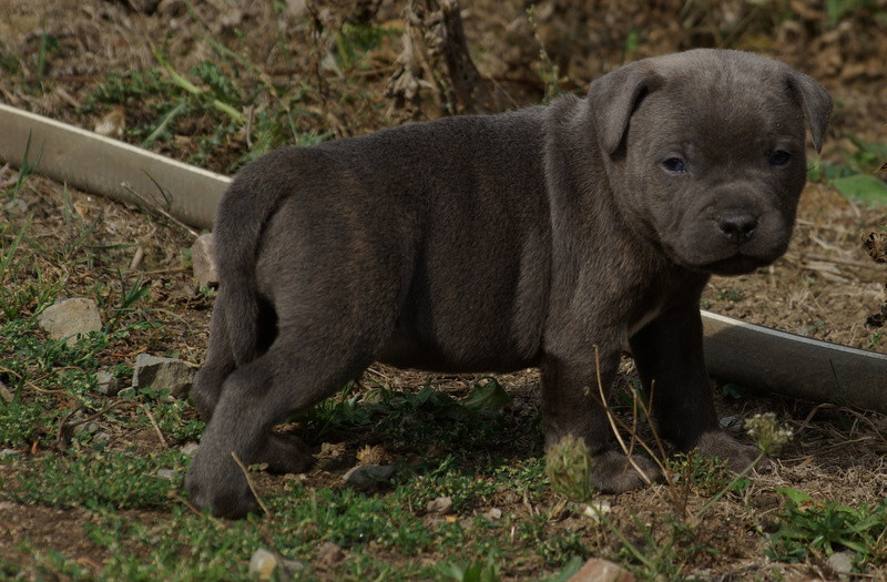 Valérie Zanasi - Chiots disponibles - Staffordshire Bull Terrier