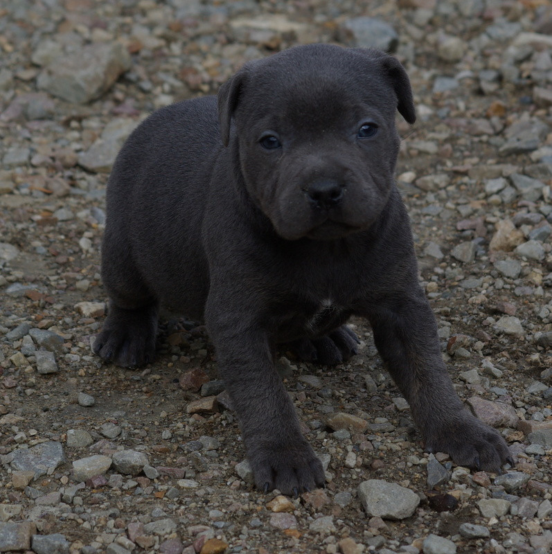 Valérie Zanasi - Chiots disponibles - Staffordshire Bull Terrier