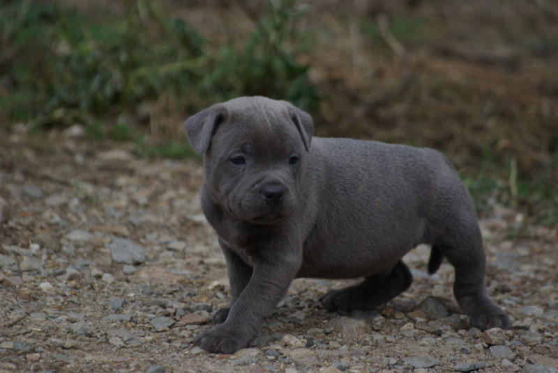Valérie Zanasi - Chiots disponibles - Staffordshire Bull Terrier