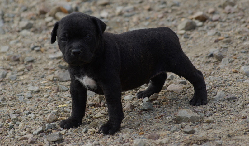 Valérie Zanasi - Chiots disponibles - Staffordshire Bull Terrier