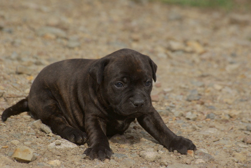 Valérie Zanasi - Chiots disponibles - Staffordshire Bull Terrier