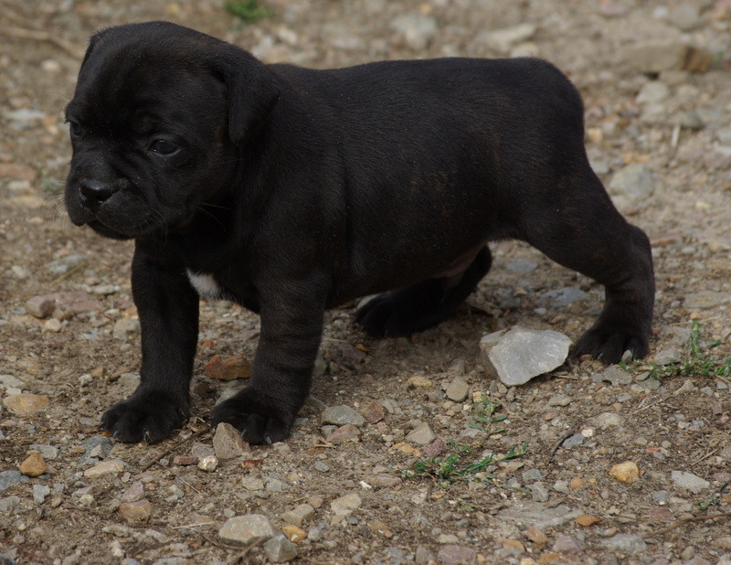 Valérie Zanasi - Chiots disponibles - Staffordshire Bull Terrier