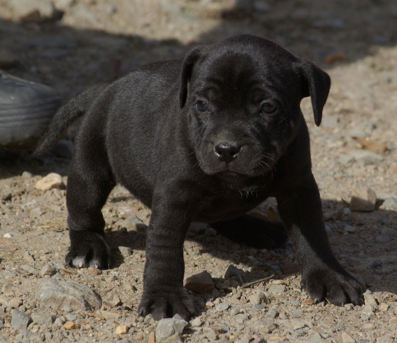 Valérie Zanasi - Chiots disponibles - Staffordshire Bull Terrier