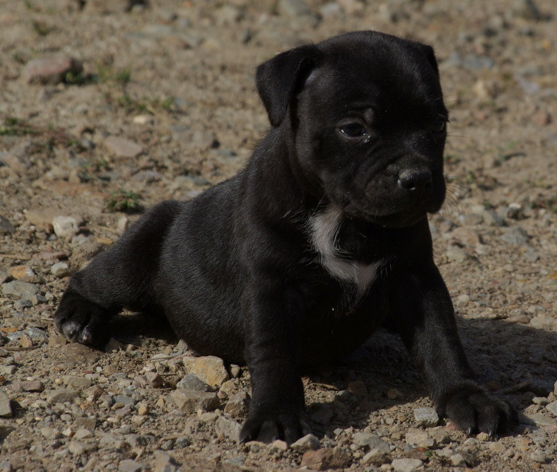 Valérie Zanasi - Chiots disponibles - Staffordshire Bull Terrier