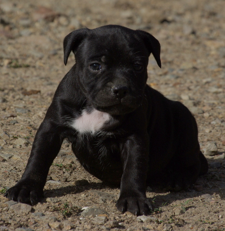 Valérie Zanasi - Chiots disponibles - Staffordshire Bull Terrier