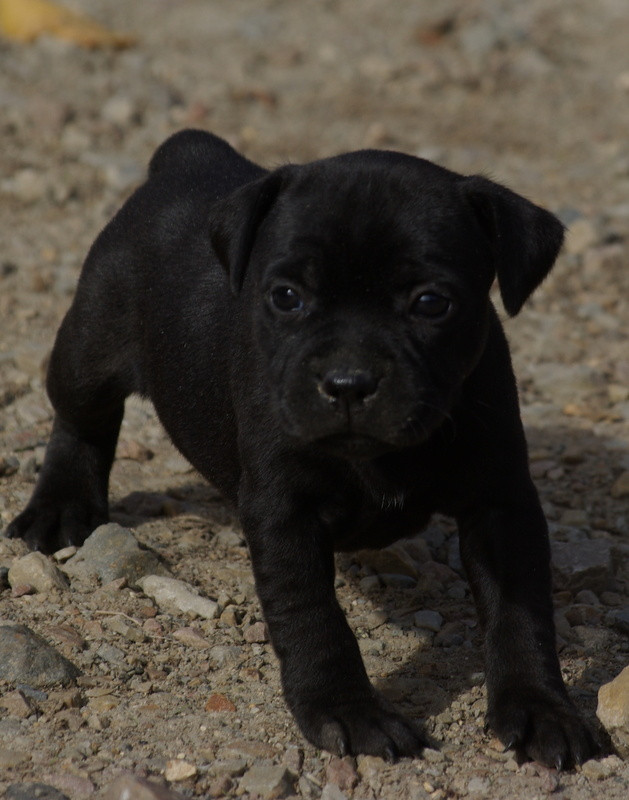Valérie Zanasi - Chiots disponibles - Staffordshire Bull Terrier
