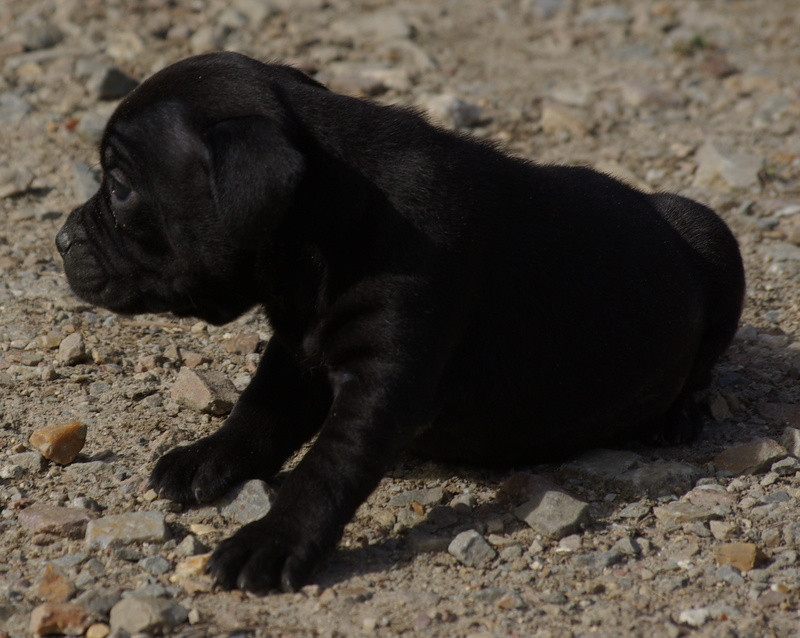 Valérie Zanasi - Chiots disponibles - Staffordshire Bull Terrier
