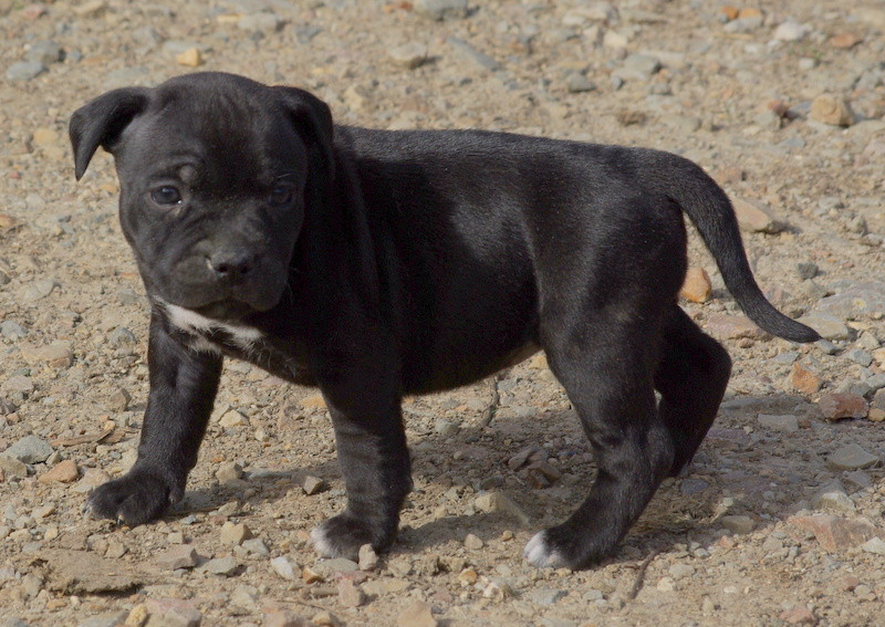 Valérie Zanasi - Chiots disponibles - Staffordshire Bull Terrier