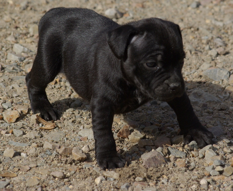 Valérie Zanasi - Chiots disponibles - Staffordshire Bull Terrier