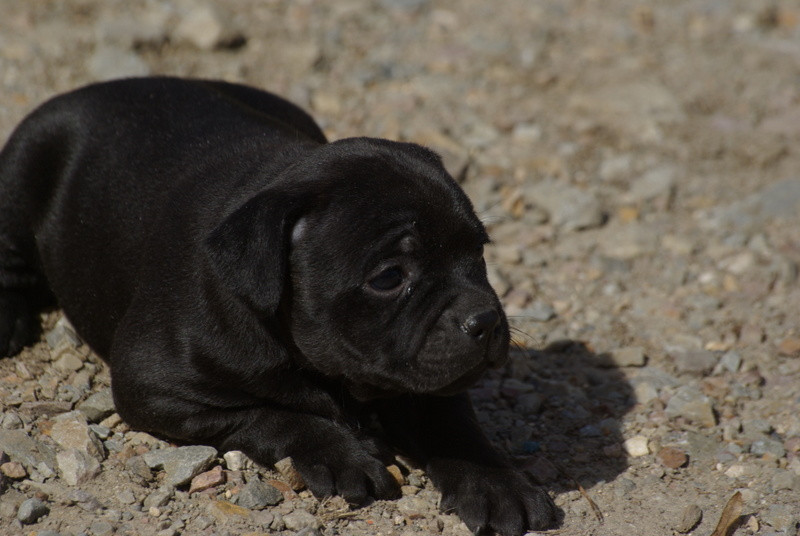 Valérie Zanasi - Chiots disponibles - Staffordshire Bull Terrier