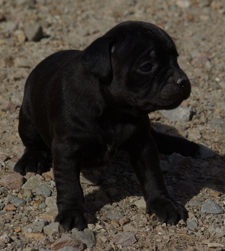 Valérie Zanasi - Chiots disponibles - Staffordshire Bull Terrier