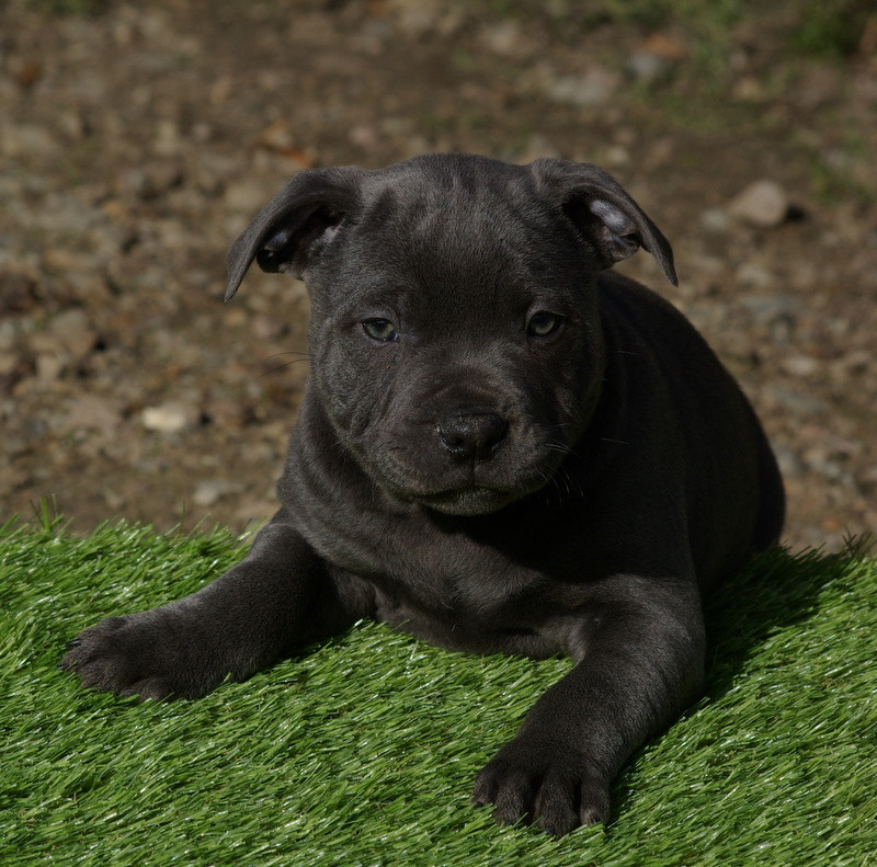 Valérie Zanasi - Chiots disponibles - Staffordshire Bull Terrier