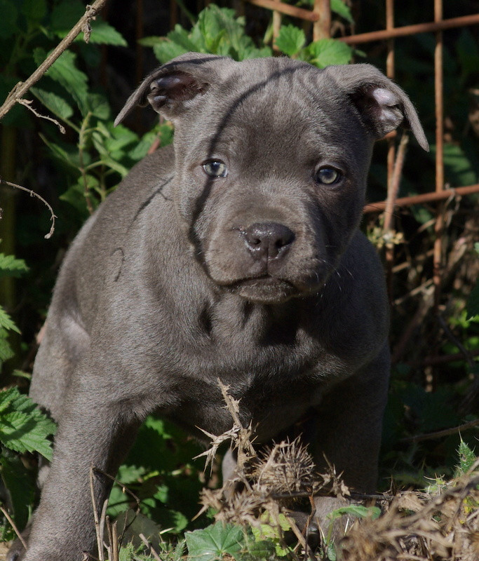 Valérie Zanasi - Chiots disponibles - Staffordshire Bull Terrier