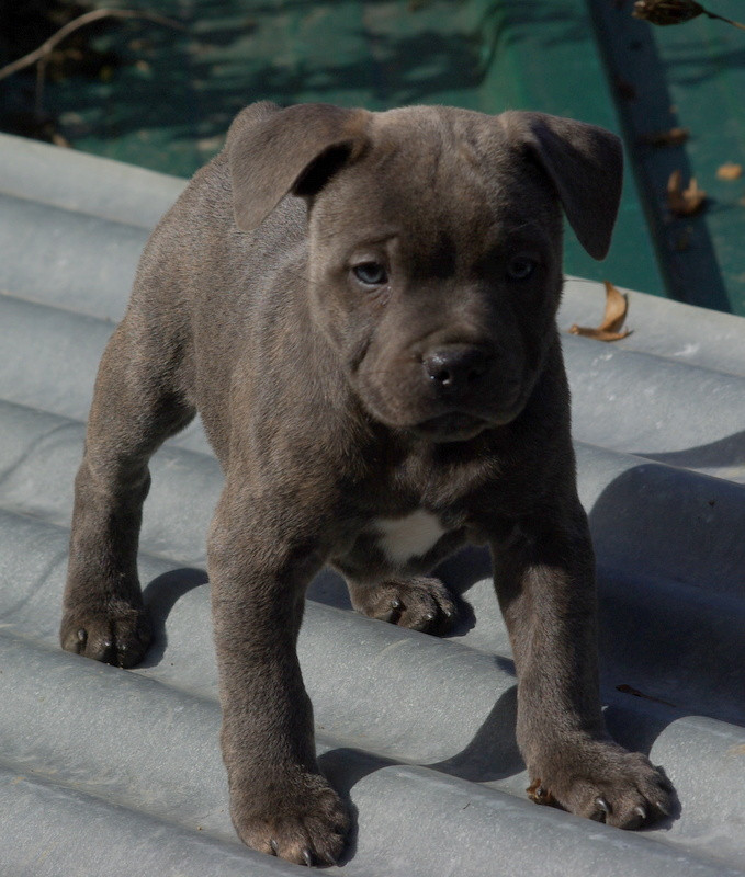 Valérie Zanasi - Chiots disponibles - Staffordshire Bull Terrier