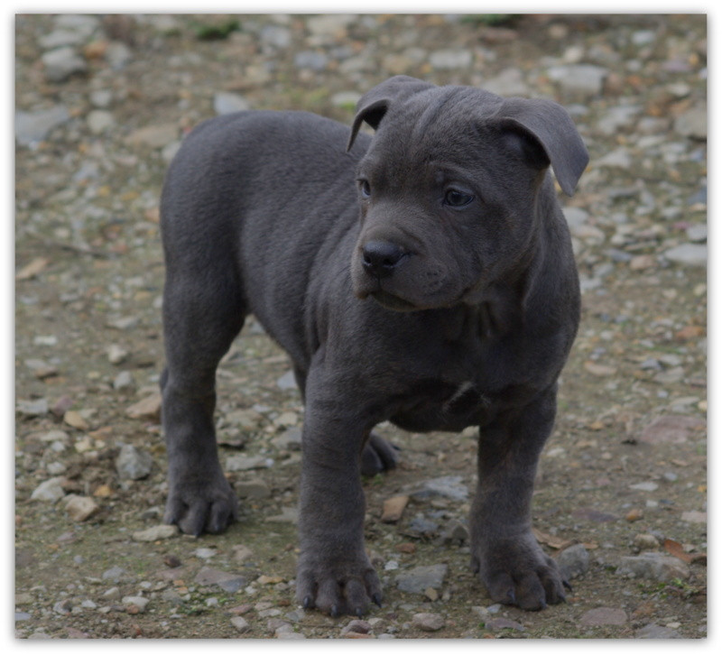 Valérie Zanasi - Chiots disponibles - Staffordshire Bull Terrier