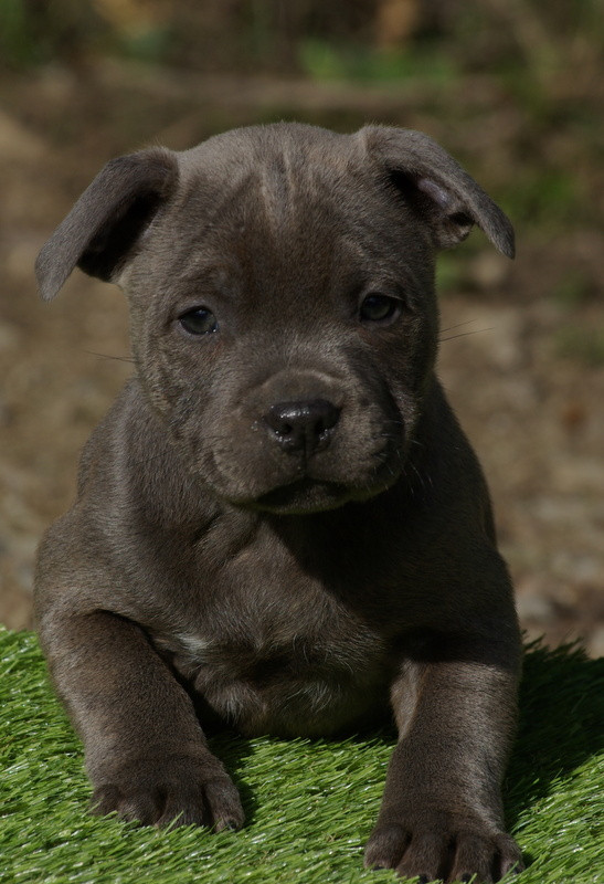 Valérie Zanasi - Chiots disponibles - Staffordshire Bull Terrier