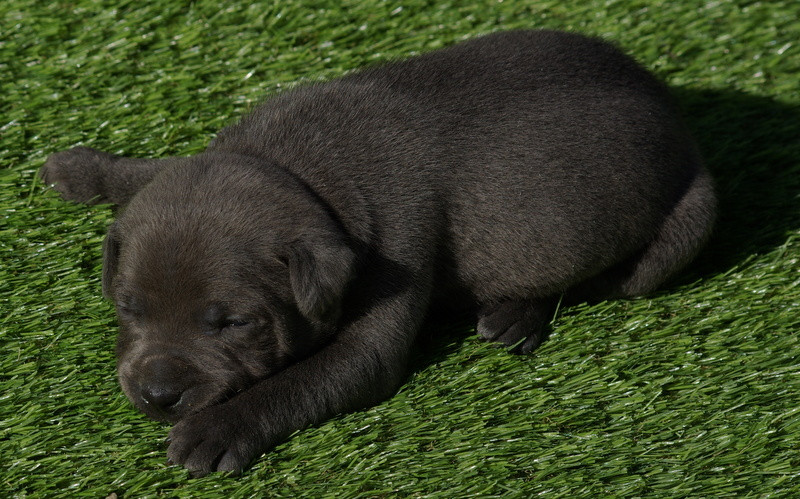 Valérie Zanasi - Chiots disponibles - Staffordshire Bull Terrier