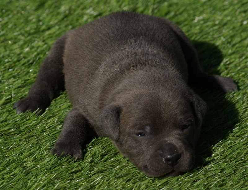 Valérie Zanasi - Chiots disponibles - Staffordshire Bull Terrier
