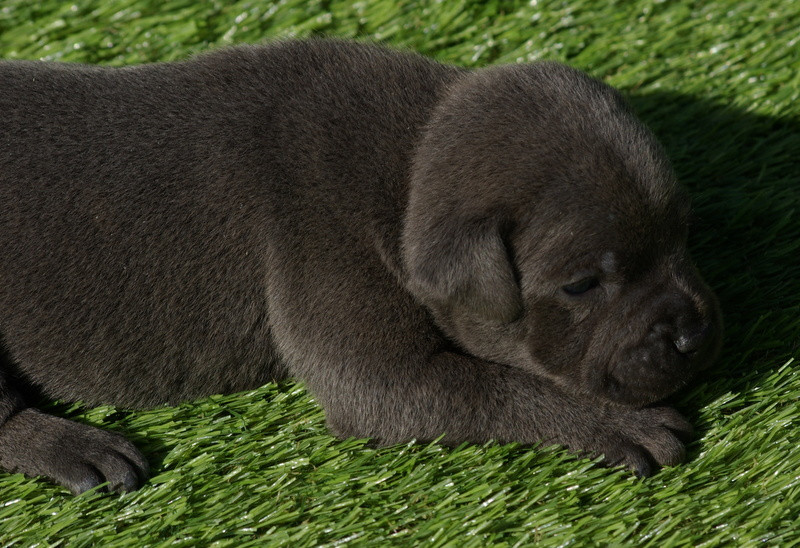Valérie Zanasi - Chiots disponibles - Staffordshire Bull Terrier
